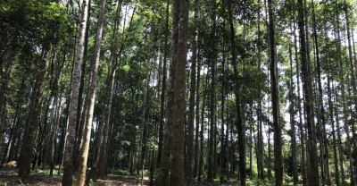 PHÁT HIỆN MỚI: 80 ha rừng trồng có gỗ Tràm ACACIA 7 - 13 năm tuổi cách Tp.HCM 32 Km